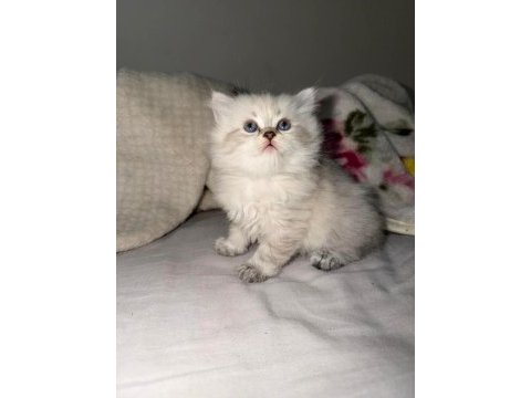 British longhair sağlık ırk garantili