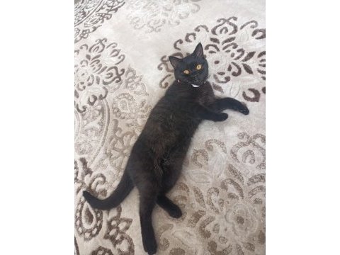 Siyah british shorthair