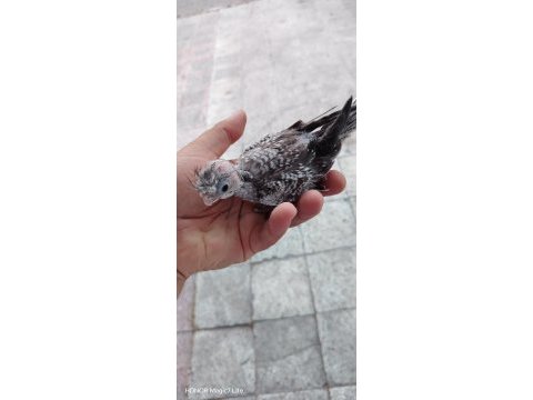El besleme sultan papağanı