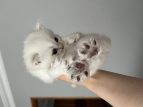Gerçek beyaz british shorthair