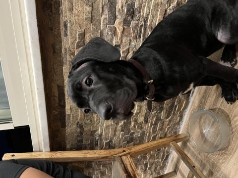 4 aylık dişi cane corso