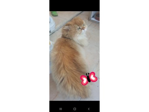 British longhair ve scottish fold longhair