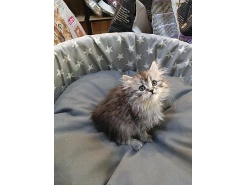 Yavru british longhair