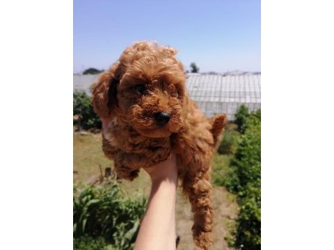Ankranın en seçkin toy poodle yavruları ziyarete açık