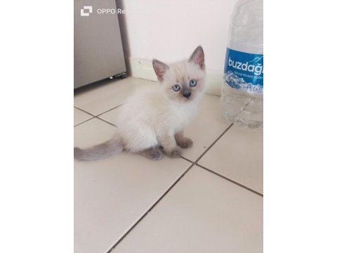 Scottish fold british shorthair blue point