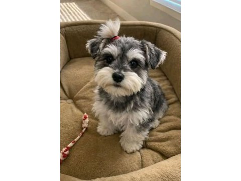 Schnauzer miniature yavrular