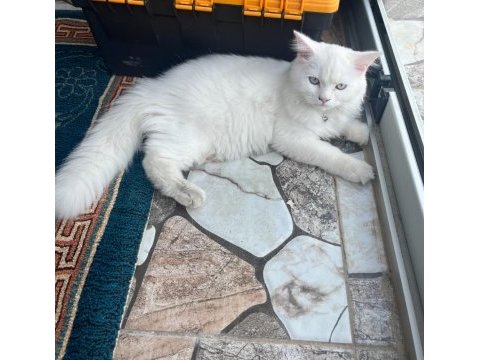 British longhair 8 aylık erkek