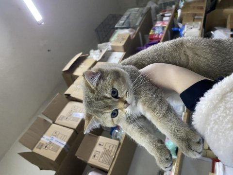 Golden british shorthair