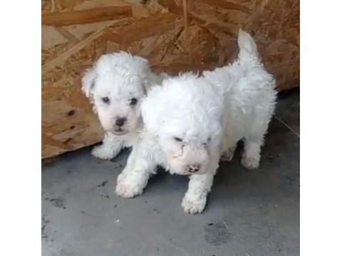 Maltipoo yavru köpekler