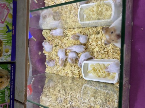 Kafes hamster mama ve talaş