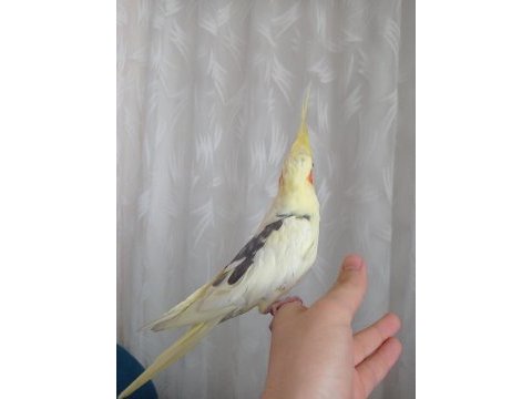 Ele kola alışık full evcil sultan papağanı