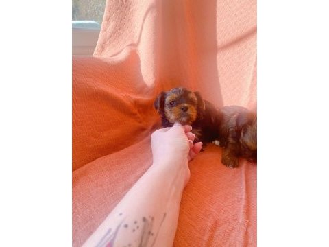 Petmode köpek çiftliğinden tea cup morki yavrularımız