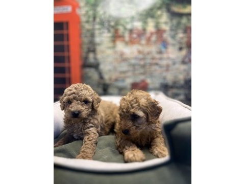 Birbirinden güzel maltipoo yavrularımız @petclubadana