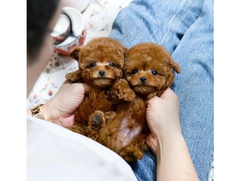 Ankaranın orijinal toy poodle yavruları