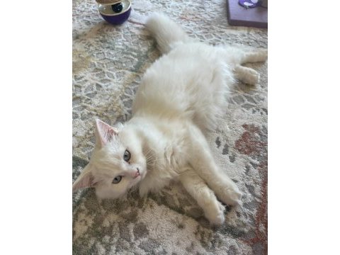 British longhair 8 aylık erkek