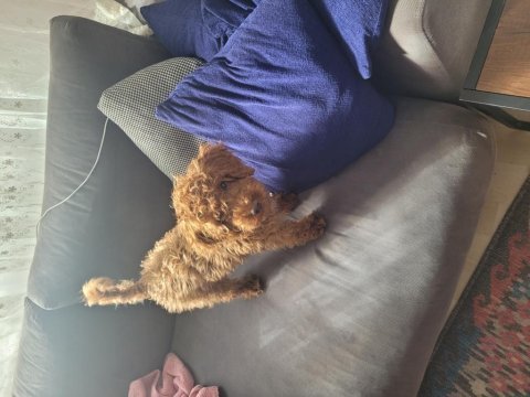 Akıllı oyuncu sağlıklı sevgi dolu bir aile poodle