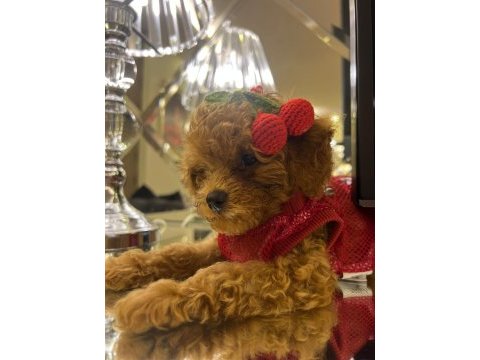 Kore poodle köpeğimiz