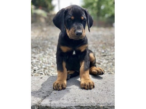 Safkan a kalite doberman dişi erkek yavrularımız