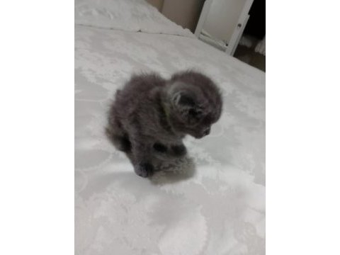 2 tane küçük afacanlar dik ve kırık kulak kedimiz