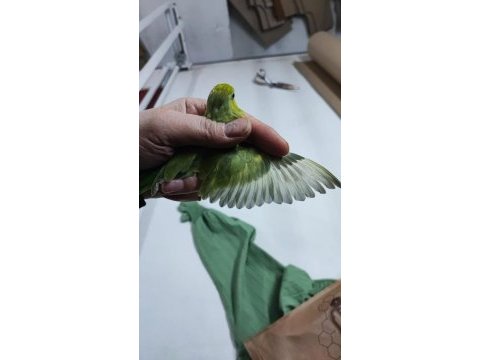 Yeni yeme düşmüş forpus papağanı bebekler