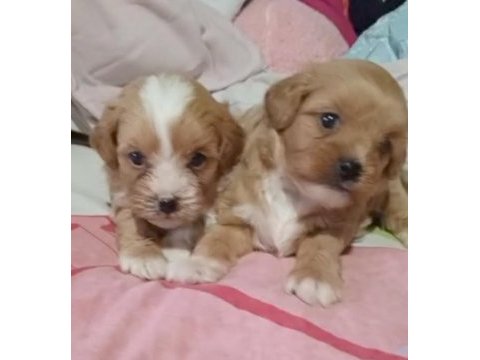 Maltipoo yavrular