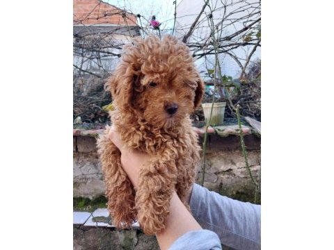 Şampiyonun poodle çocukları rezerve açıktır