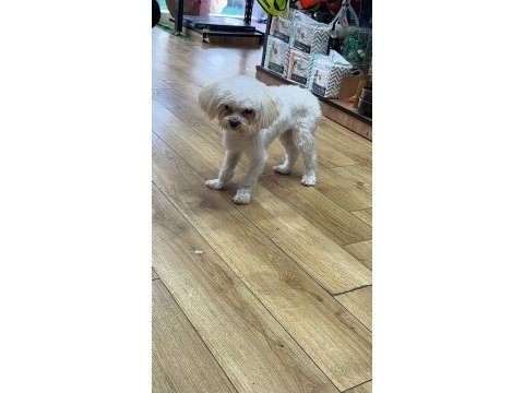 Kore maltese