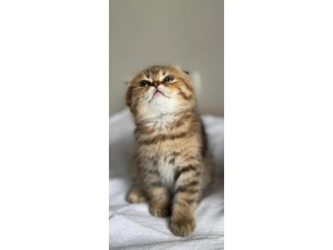 Ny24 golden scottish fold bebeklerimiz