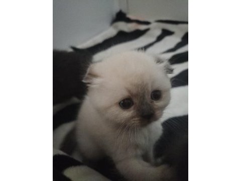 Blue point dişi scottish fold