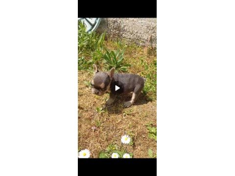 Fransız bulldog dişi ve erkek