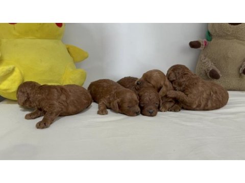 Toy poodle yavruları