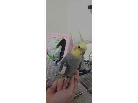 Grey sultan papağanı 2.5 yaşında ve konuşuyor