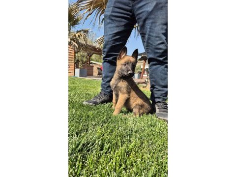 Secereli eğitimli belçika malinois yavruları 