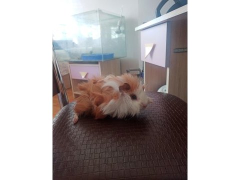 Guinea pigler kayseriden