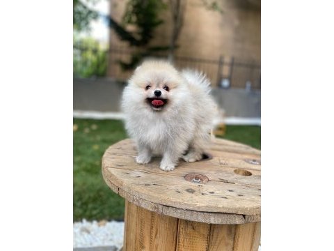 Sağlıklı pomeranian boo yavrular