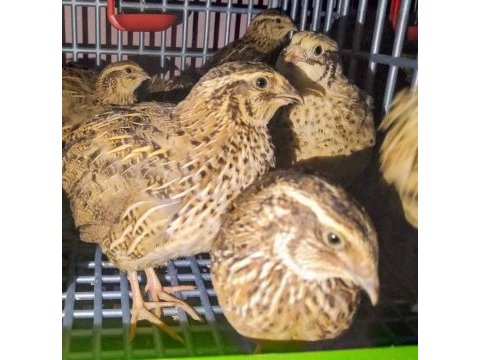 Yeni yumurtlamaya başlayacak bıldırcınlar mevcuttur