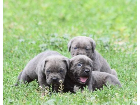 Harika anatomi cane corso yavrular