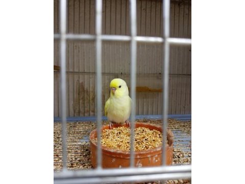 Yavru yetişkin yavrulu ve yumurtalı muhabbet kuşu takımlar
