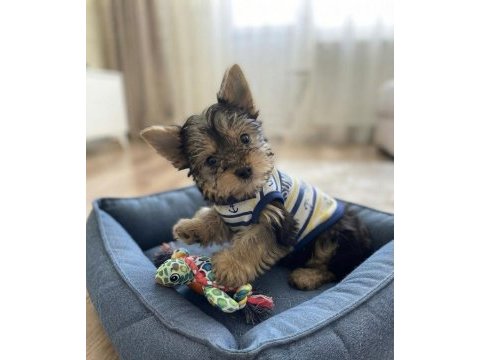Çok uyguna yorkshire terrier