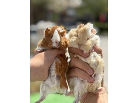 Özel renk bebek ginepigler
