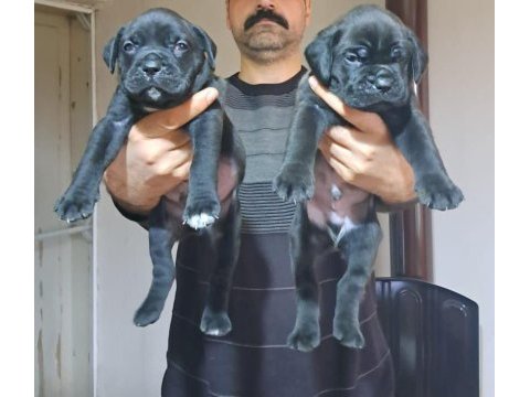 Show kalitede cane corso yavrular fcı/kıf a şecere