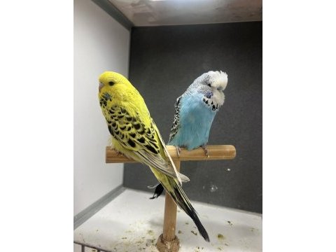 Ele alıştırmalık25 bilezik show jumbo muhabbet kuşu yavrular