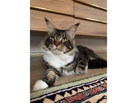 Xxl maine coon kediler 7 haftalık