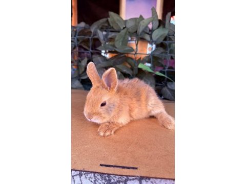 Hollanda lop ve cüce tavşan yavrular