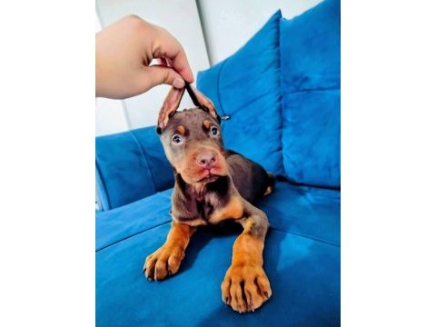 Siyah ve kızıl doberman yavruları