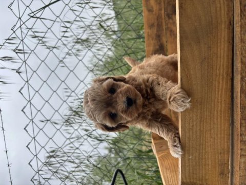 Maltipoo korea kan 0 boy bebeklerimiz