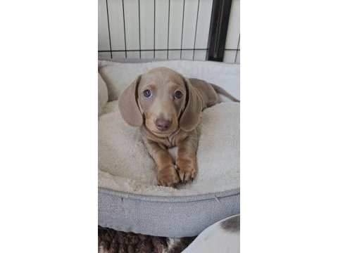 Isabella and tan dacshund bebekler çiftliğimizden