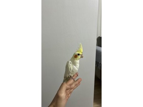 Yavru sultan papağanı 2 aylık