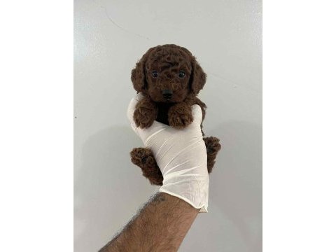 Kore kan toy poodle bebekler