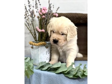 Golden retriever adrese teslim hizmetimiz vardır